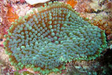 Florida corallimorph