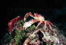 channel clinging crab
