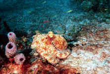 common octopus-3