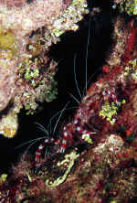 coral banded shrimp