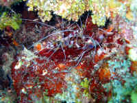 coral banded shrimp