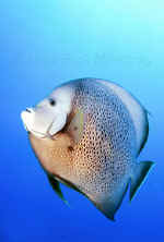 BAH-gray angelfish.jpg (241865 bytes)