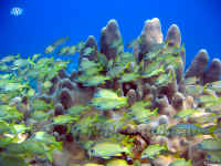 pillar coral and mixed grunts