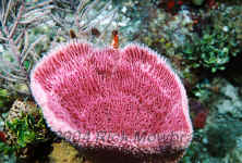 Belize - Pink Vase Sponge