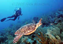 BLZ_diver and turtle.jpg (336151 bytes)