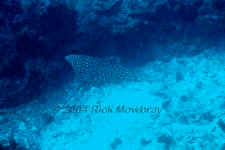 Belize - Spotted Eagle Ray