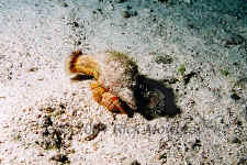 Belize - Red Banded Hermit Crab