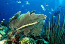 BLZ_trumpetfish and seafan.jpg (357190 bytes)
