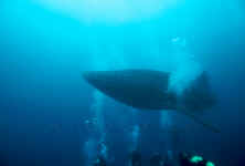 BLZ_whale shark and divers.jpg (169356 bytes)