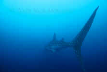 Passing Whaleshark at Gladden Spit