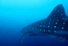 Whaleshark at Gladden Spit