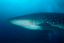 BLZ_whaleshark.jpg (212594 bytes)