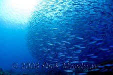 underwater photography of Curacao schooling fish