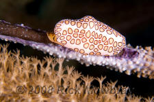 underwater photography of Curacao flamingo tongue