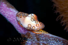 underwater photography of Curacao flamingo tongue