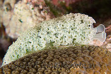 underwater photography of Curacao lettuce sea slug