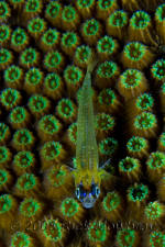 underwater photography of Curacao peppermint goby