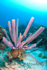 underwater photography of Curacao purple tube sponge