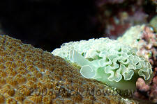 underwater photography of Curacao sea slug