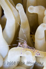 underwater photography of Curacao spotted cleaner shrimp