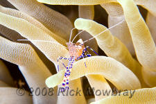 underwater photography of Curacao spotted cleaner shrimp
