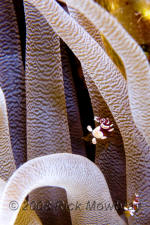 underwater photography of Curacao squat anemone shrimp
