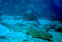 Fiji - Leopard Shark