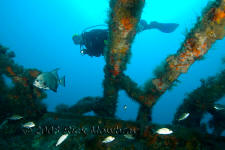 Underwater photography of North Carolina ship wrecks and sharks.