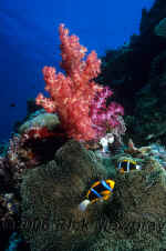 Pal_anemonefish_soft_coral.jpg (339563 bytes)