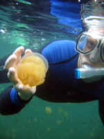 Pal_diver_with_jelly.jpg (276058 bytes)