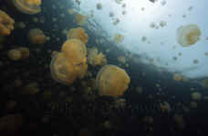 Pal_jellyfish_lake.jpg (179892 bytes)