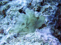 Pal_leaf_scorpionfish.jpg (428000 bytes)