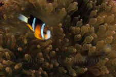 Pal_orange-finned_anemonefish.jpg (261664 bytes)