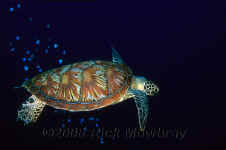 Pal_painted_sea_turtle.jpg (195491 bytes)