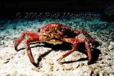 ROA_crab.jpg (403173 bytes)