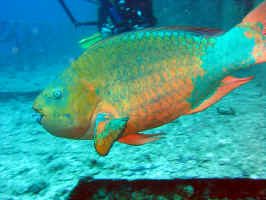 SG-parrotfish.jpg (388131 bytes)