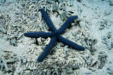 Yap_blue_starfish.jpg (400809 bytes)