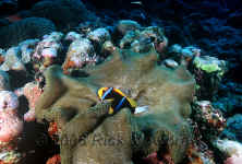 Yap_orange-finned_anemonefish.jpg (391202 bytes)