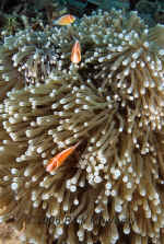Yap_pink_anemonefish.jpg (366780 bytes)