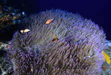 Yap_purple_anemone_and_fish.jpg (375201 bytes)